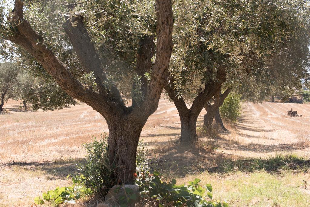 Agriturismo Casale San Benedetto Ceri Luaran gambar